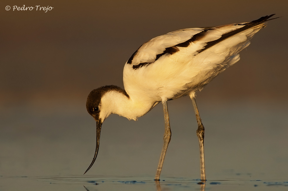 Avoceta (Recurvirostra avosetta)